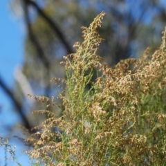 Cassinia sifton (Sifton Bush, Chinese Shrub) at Wamboin, NSW - 28 Apr 2018 by natureguy