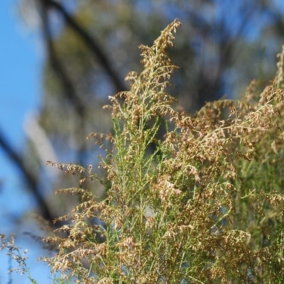 Cassinia sifton (Sifton Bush, Chinese Shrub) at QPRC LGA - 27 Apr 2018 by natureguy