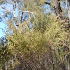 Cassinia sifton at Wamboin, NSW - 28 Apr 2018