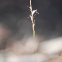 Rytidosperma sp. (Wallaby Grass) at QPRC LGA - 27 Apr 2018 by natureguy