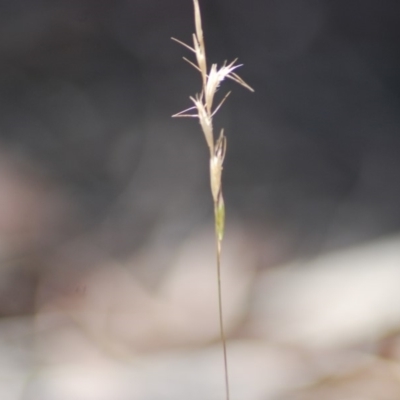 Rytidosperma sp. (Wallaby Grass) at Wamboin, NSW - 27 Apr 2018 by natureguy