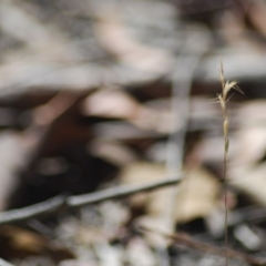 Rytidosperma sp. at Wamboin, NSW - 28 Apr 2018 06:34 AM