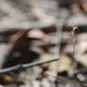 Rytidosperma sp. at Wamboin, NSW - 28 Apr 2018