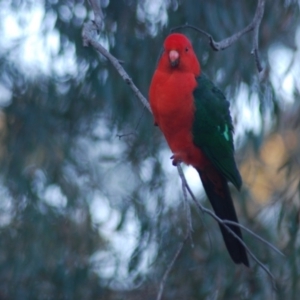 Alisterus scapularis at Wamboin, NSW - 6 May 2018 12:19 PM