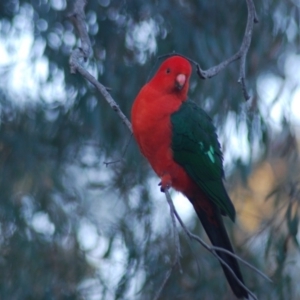 Alisterus scapularis at Wamboin, NSW - 6 May 2018