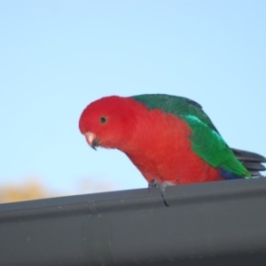 Alisterus scapularis at Wamboin, NSW - 6 May 2018 12:19 PM