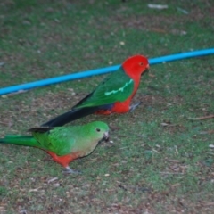 Alisterus scapularis at Wamboin, NSW - 6 May 2018