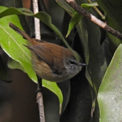 Gerygone mouki (Brown Gerygone) at ANBG - 10 Aug 2018 by RodDeb