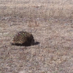 Tachyglossus aculeatus (Short-beaked Echidna) at Amaroo, ACT - 11 Mar 2017 by natureguy