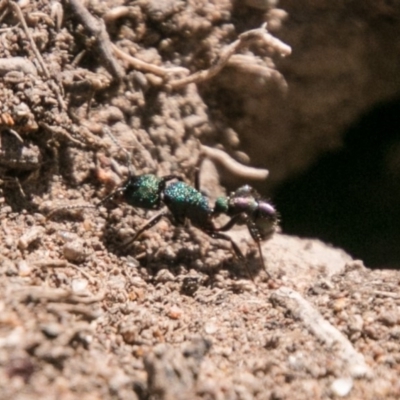 Rhytidoponera metallica (Greenhead ant) at Stromlo, ACT - 11 Aug 2018 by SWishart