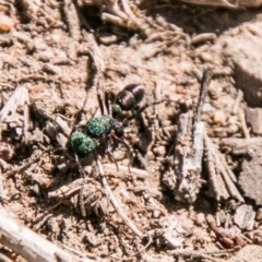 Rhytidoponera metallica at Stromlo, ACT - 11 Aug 2018 11:32 AM