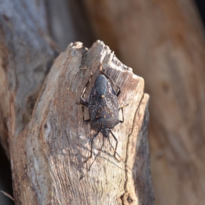 Poecilometis patruelis (Gum Tree Shield Bug) at Wamboin, NSW - 9 Jul 2018 by natureguy