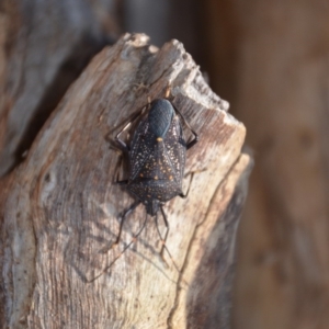 Poecilometis patruelis at Wamboin, NSW - 9 Jul 2018