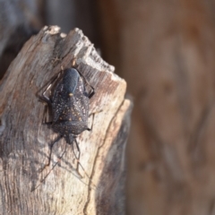 Poecilometis patruelis at Wamboin, NSW - 9 Jul 2018 07:18 PM