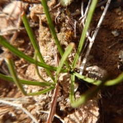 Diuris chryseopsis (Golden Moth) at Belconnen, ACT - 6 Aug 2018 by CathB