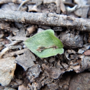 Acianthus collinus at Aranda, ACT - suppressed