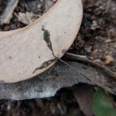 Acianthus collinus at Aranda, ACT - suppressed