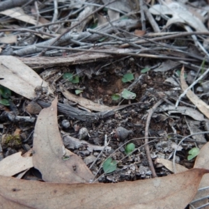 Acianthus collinus at Aranda, ACT - suppressed