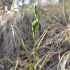 Bunochilus umbrinus (Broad-sepaled Leafy Greenhood) at Aranda Bushland - 10 Aug 2018 by CathB