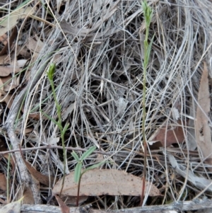 Bunochilus umbrinus (ACT) = Pterostylis umbrina (NSW) at suppressed - 10 Aug 2018