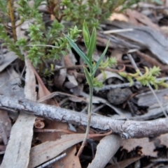 Bunochilus umbrinus (ACT) = Pterostylis umbrina (NSW) at suppressed - 10 Aug 2018