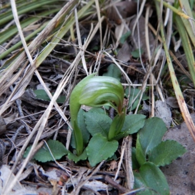 Pterostylis nutans (Nodding Greenhood) at Belconnen, ACT - 10 Aug 2018 by CathB