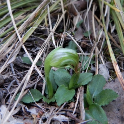 Pterostylis nutans (Nodding Greenhood) at Belconnen, ACT - 10 Aug 2018 by CathB