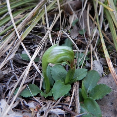 Pterostylis nutans (Nodding Greenhood) at Aranda Bushland - 10 Aug 2018 by CathB