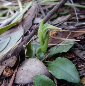 Pterostylis nutans at Belconnen, ACT - 10 Aug 2018