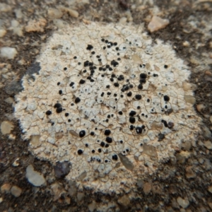 Lichen - crustose at Dunlop, ACT - 8 Aug 2018