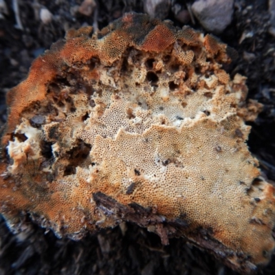 Unidentified at Aranda Bushland - 6 Aug 2018 by CathB