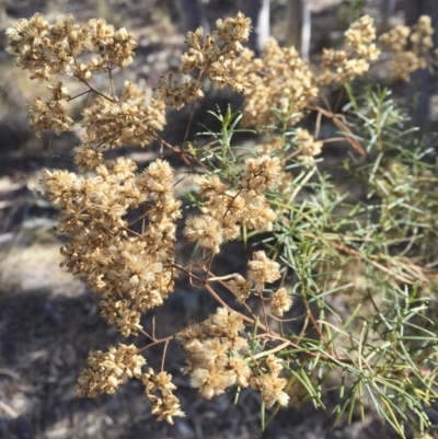 Cassinia quinquefaria (Rosemary Cassinia) at Michelago, NSW - 25 May 2018 by Illilanga