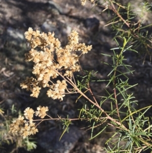 Cassinia quinquefaria at Illilanga & Baroona - 25 May 2018 12:44 PM