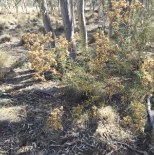 Cassinia quinquefaria at Illilanga & Baroona - 25 May 2018 12:44 PM