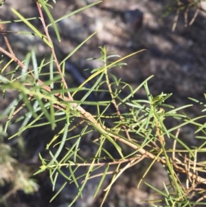 Cassinia quinquefaria at Illilanga & Baroona - 25 May 2018 12:44 PM