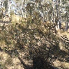 Cassinia quinquefaria at Illilanga & Baroona - 25 May 2018 12:44 PM