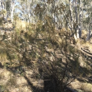 Cassinia quinquefaria at Illilanga & Baroona - 25 May 2018