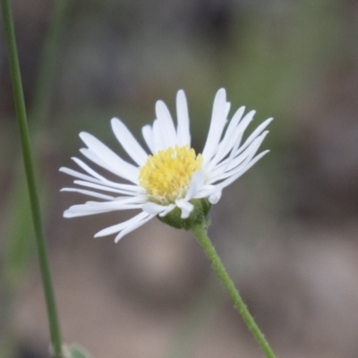 Brachyscome dentata (Lobe-Seed Daisy) at Michelago, NSW - 3 Jan 2018 by Illilanga