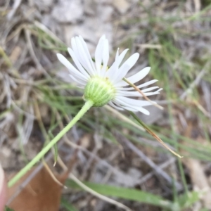 Brachyscome dentata at Michelago, NSW - 3 Jan 2018