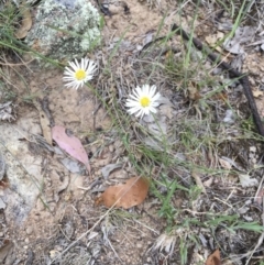 Brachyscome dentata at Michelago, NSW - 3 Jan 2018