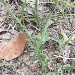 Brachyscome dentata at Michelago, NSW - 3 Jan 2018 05:20 PM