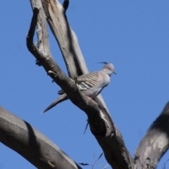 Ocyphaps lophotes (Crested Pigeon) at Michelago, NSW - 9 Dec 2011 by Illilanga