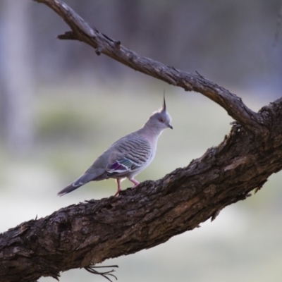 Ocyphaps lophotes (Crested Pigeon) at Illilanga & Baroona - 4 Jan 2014 by Illilanga