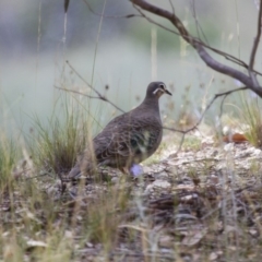 Phaps chalcoptera (Common Bronzewing) at Illilanga & Baroona - 27 Dec 2014 by Illilanga