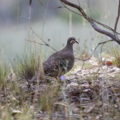 Phaps chalcoptera (Common Bronzewing) at Illilanga & Baroona - 27 Dec 2014 by Illilanga