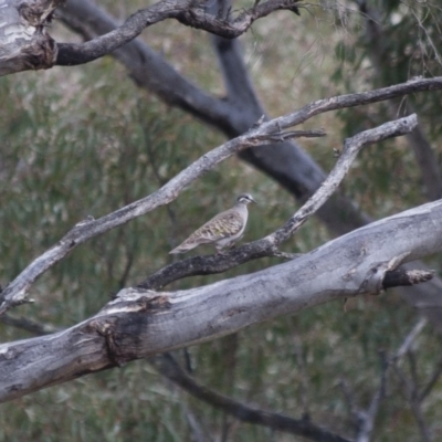 Phaps chalcoptera (Common Bronzewing) at Michelago, NSW - 12 Dec 2011 by Illilanga