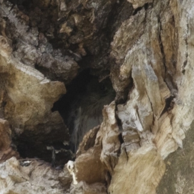 Falco cenchroides (Nankeen Kestrel) at Michelago, NSW - 6 Dec 2015 by Illilanga