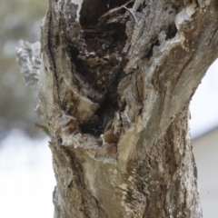 Falco cenchroides at Michelago, NSW - 6 Dec 2015 01:32 PM