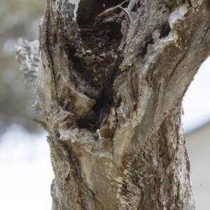 Falco cenchroides at Michelago, NSW - 6 Dec 2015