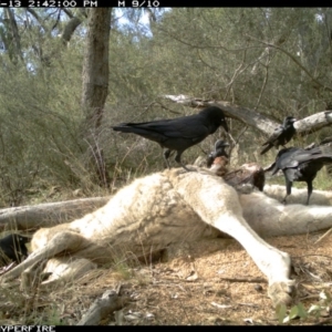 Corvus coronoides at Michelago, NSW - 13 May 2012 02:42 PM